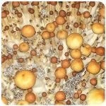 Псилоцибиновые (галлюциногенные)  грибы Psilocybin "Golden Teacher" в Артеме