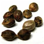 Семена марихуаны АК-47  (Seeds AK-47) в Артеме